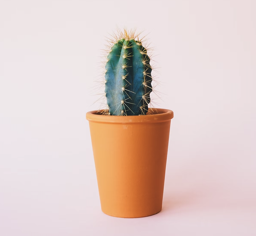 House Plant